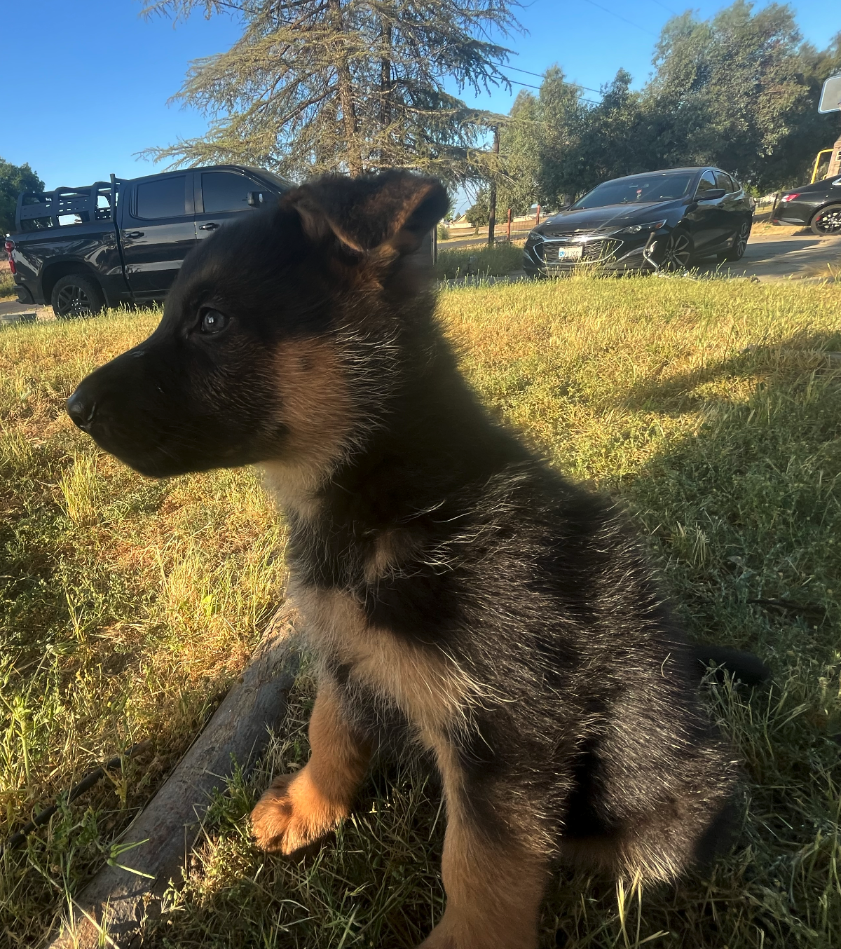 Puppy Thumbnail